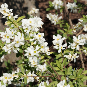 Exochorda macrantha The Bride - Exochorda macrantha 'the bride' - Willemse