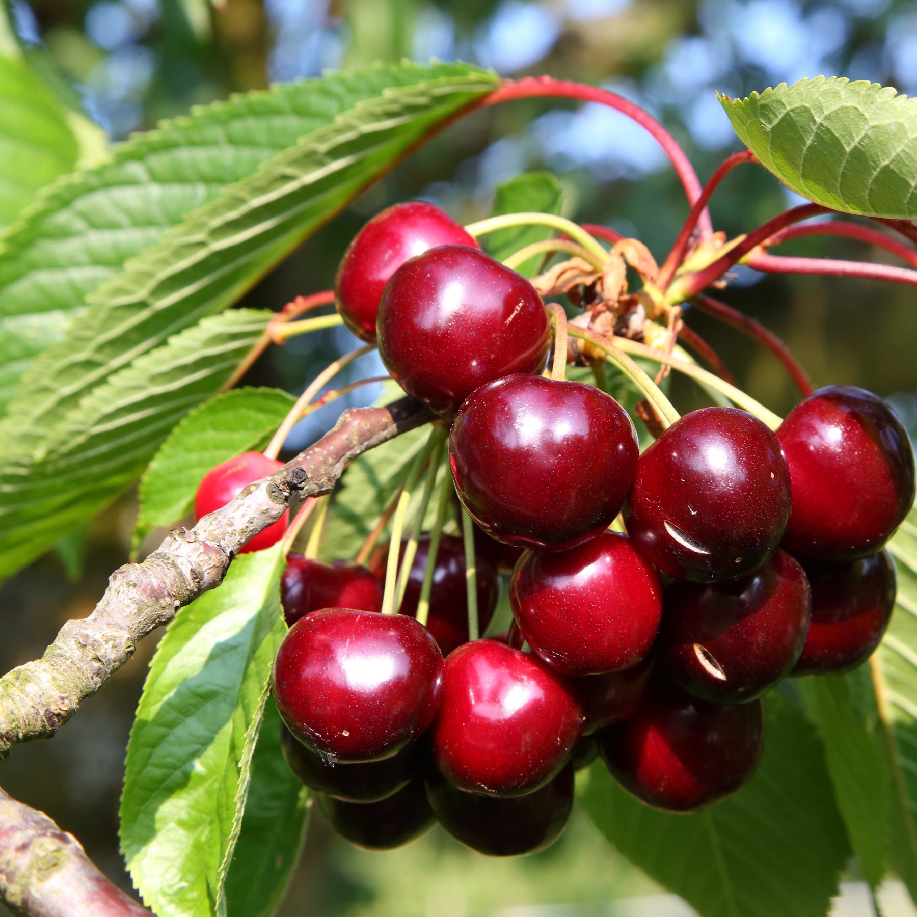 Prunus avium van, napoleon, burlat - Collection de 3 mini-Cerisiers : Burlat, Van, Napoléon - Mini fruitier