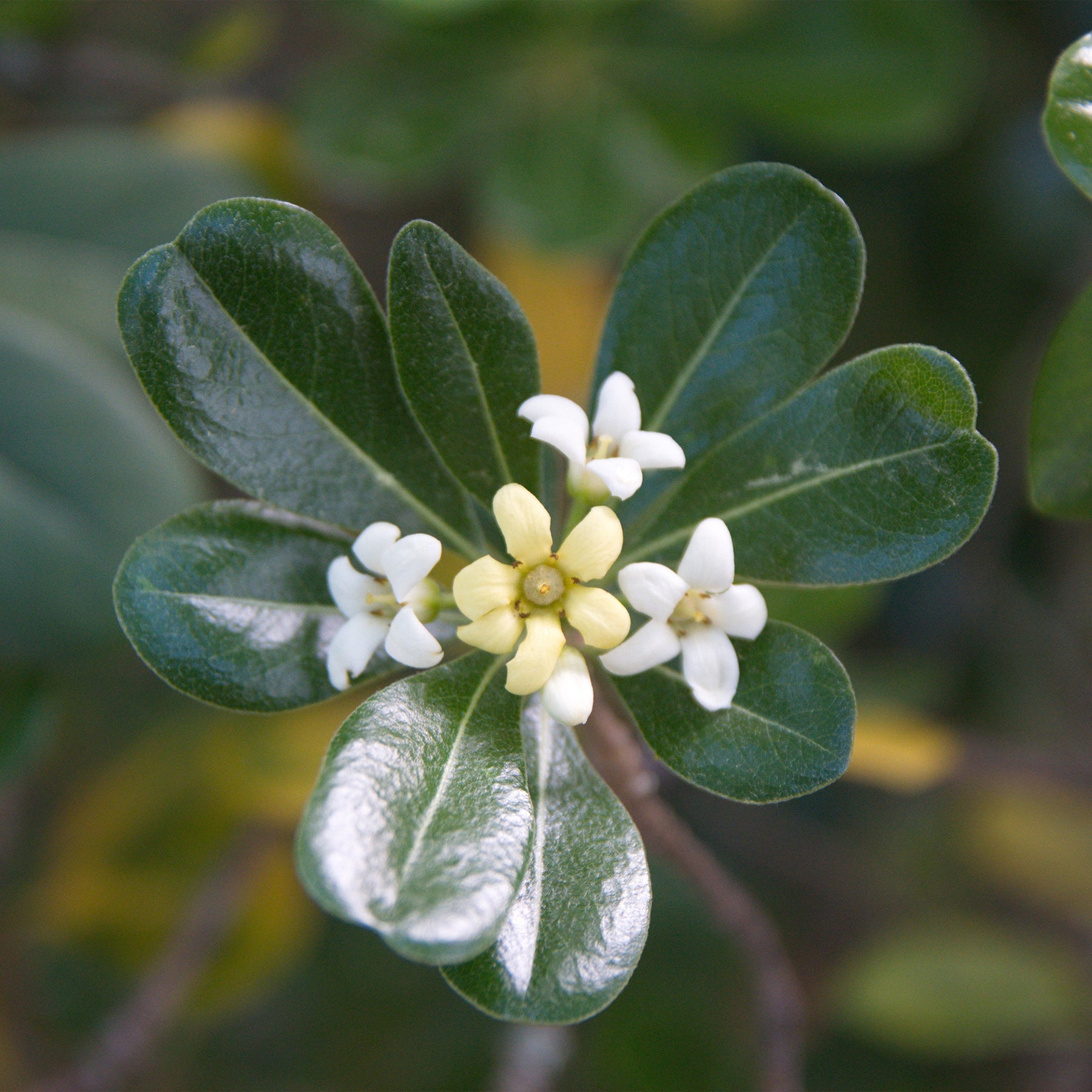 Pittosporum tobira - Pittosporum tobira - Arbustes