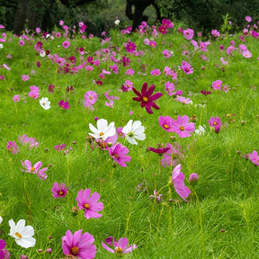 Cosmos Sensation en mélange - Cosmos sensation en mélange - Willemse