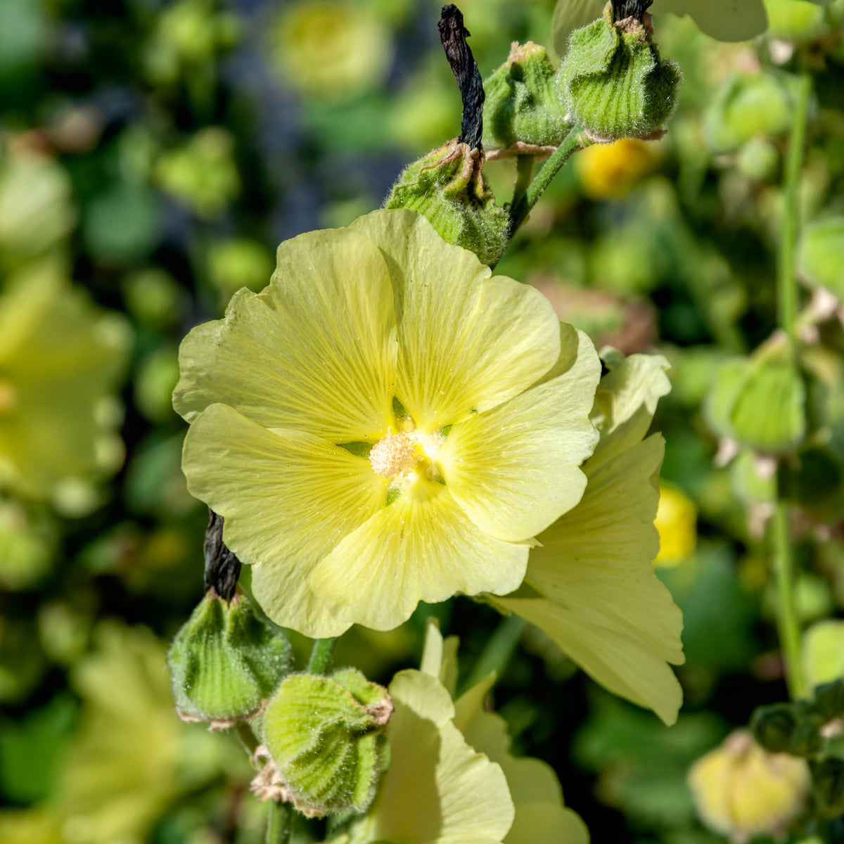 Rose trémière rugueuse Rose trémière jaune