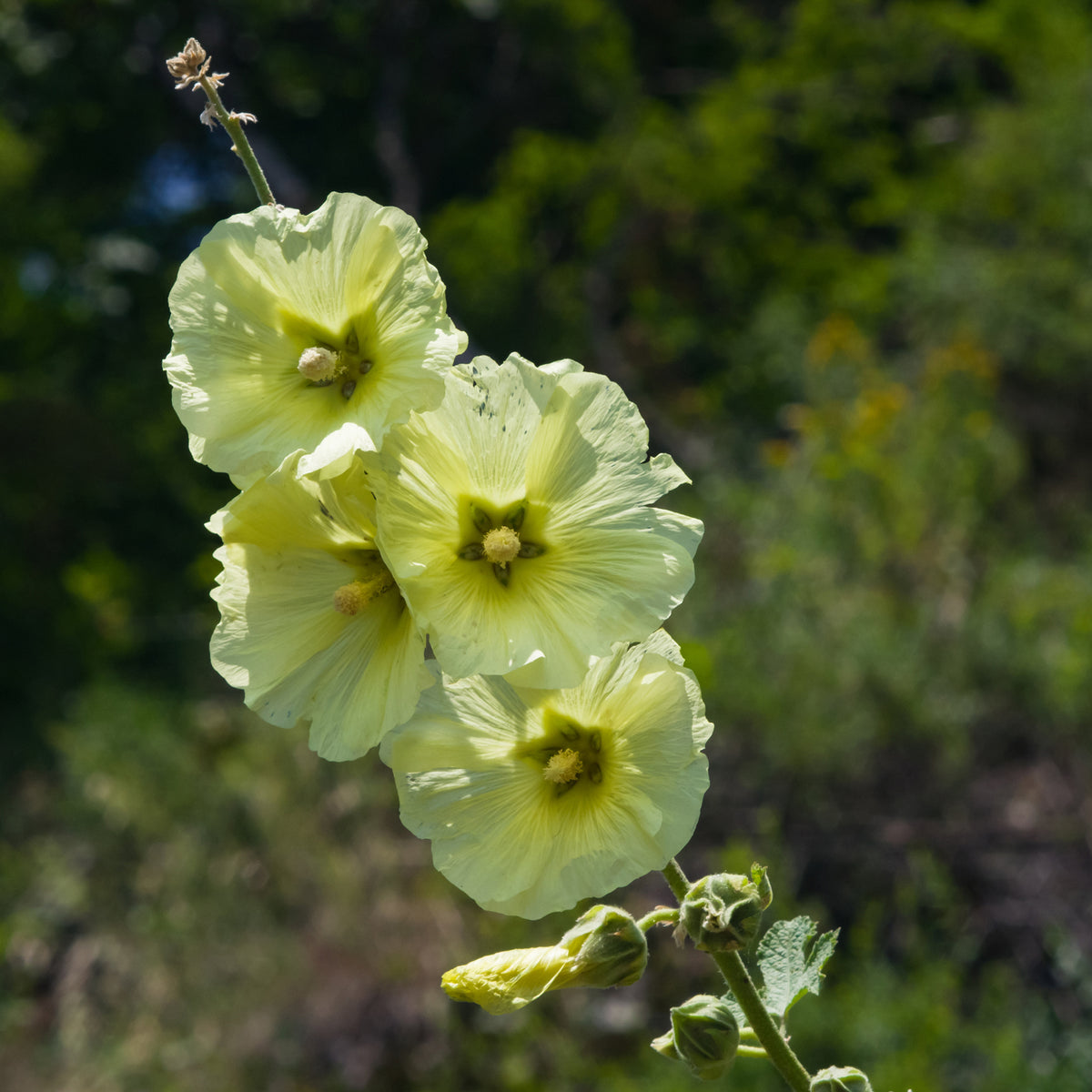 Rose trémière rugueuse Rose trémière jaune