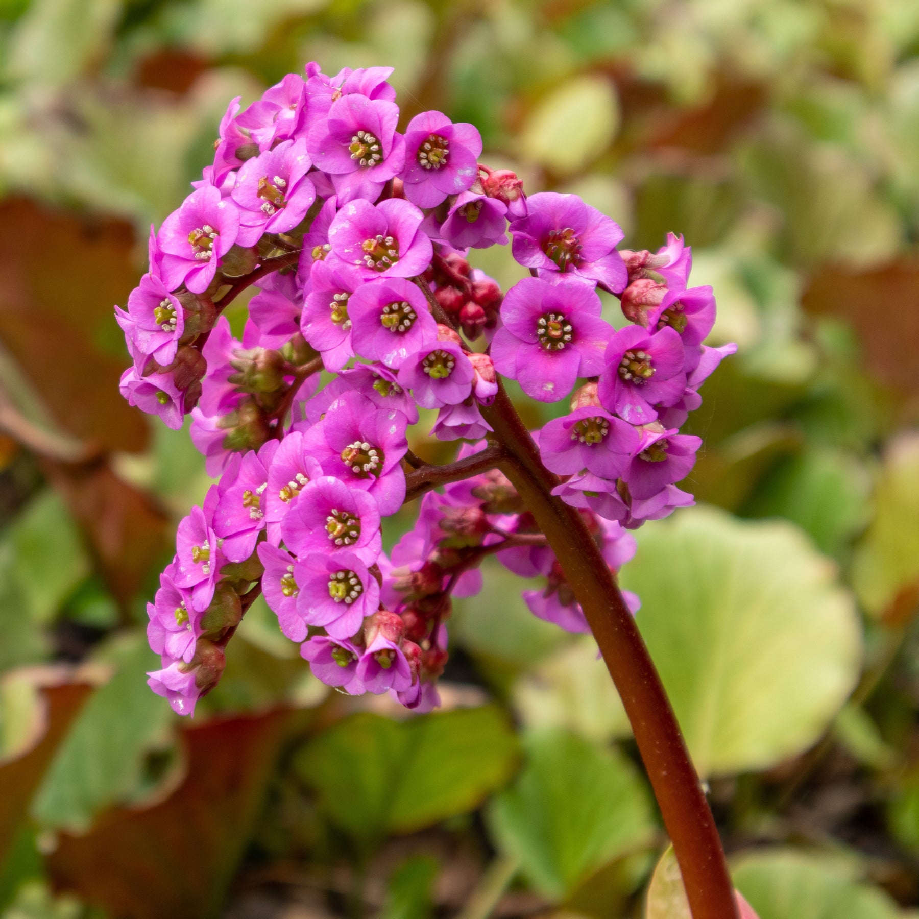 Bergénia pourpre - Bergenia purpurascens - Willemse