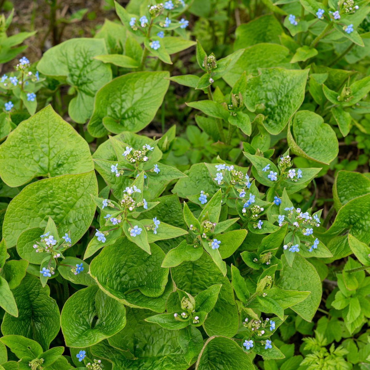 Myosotis du Caucase - Buglosse de Sibérie