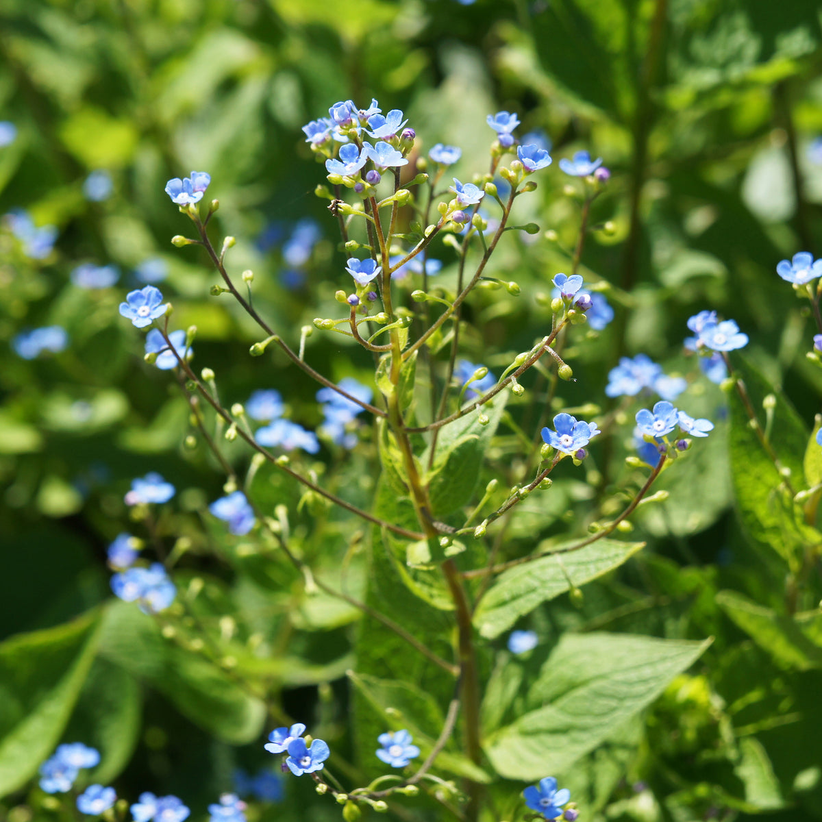 Myosotis du Caucase - Buglosse de Sibérie