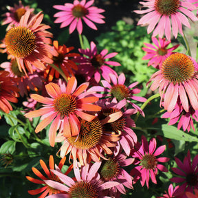 Echinacea purpurea Cheyenne Spirit - Rudbeckia pourpre Cheyenne Spirit - Echinacea - Rudbeckia