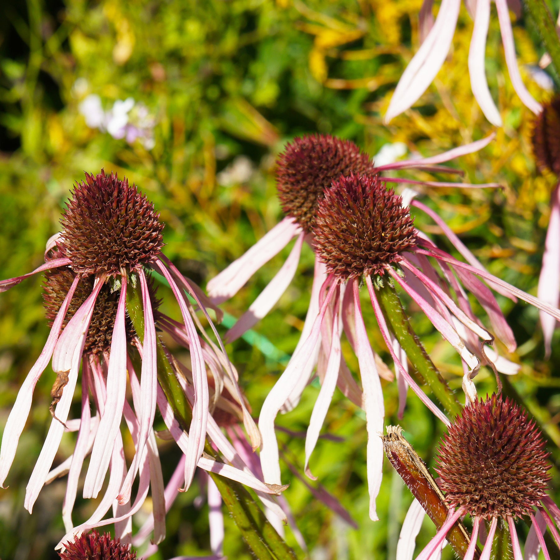 Rudbeckia - Rudbeckia pâle Hula Dancer - Echinacea - Echinacea pallida Hula Dancer