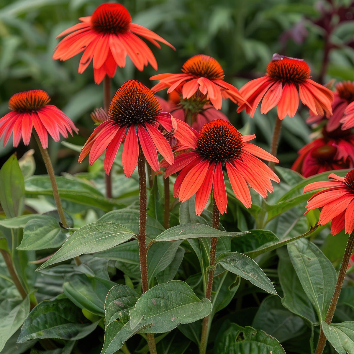 Rudbeckia pourpre Tomato Soup - Echinacea - Echinacea purpurea Tomato Soup - Willemse