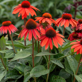 Rudbeckia pourpre Tomato Soup - Echinacea - Echinacea purpurea Tomato Soup - Willemse