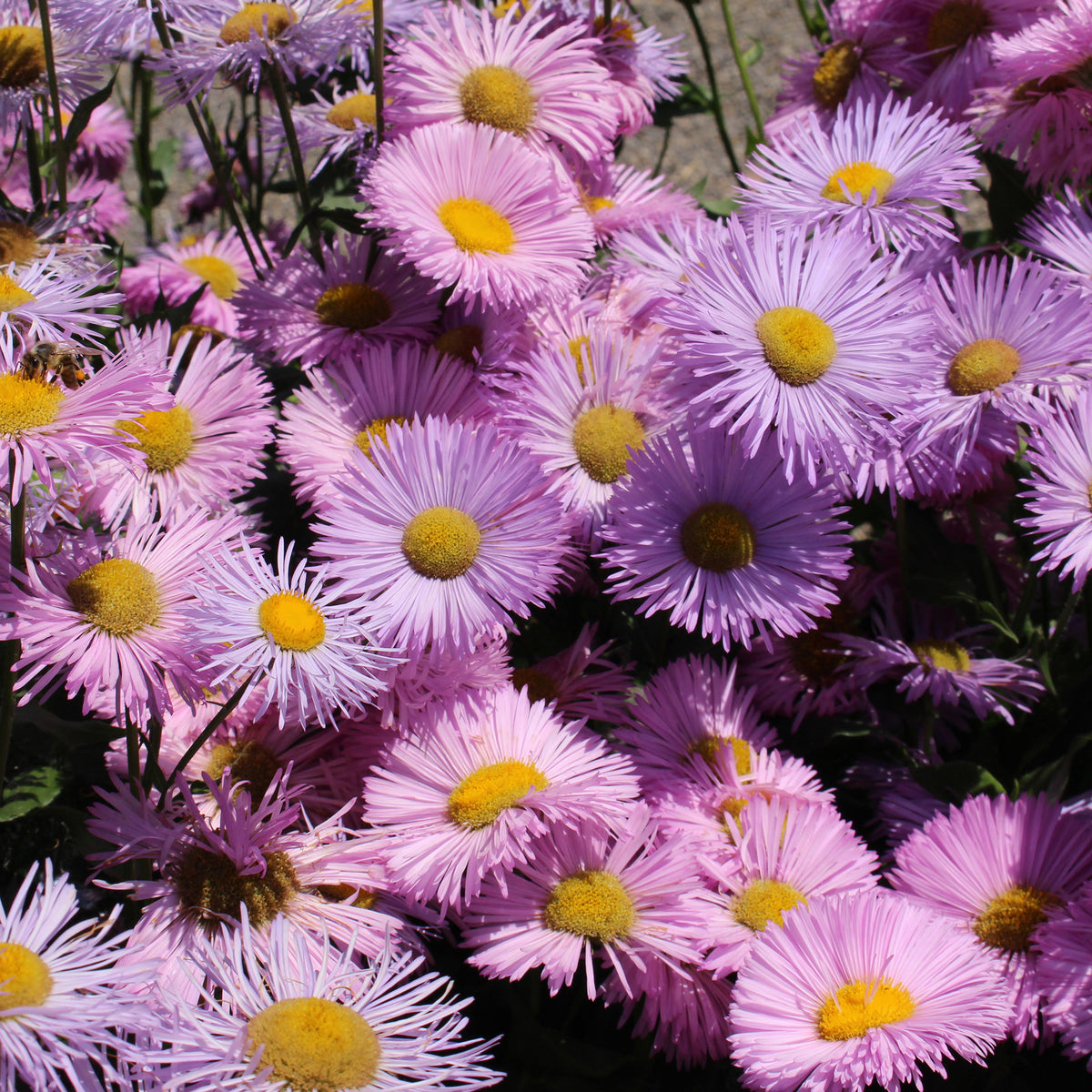 3 Vergerette Rosa Jewel - Erigeron