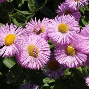 3 Vergerette Rosa Jewel - Erigeron - Erigeron speciosus Rosa Jewel - Willemse