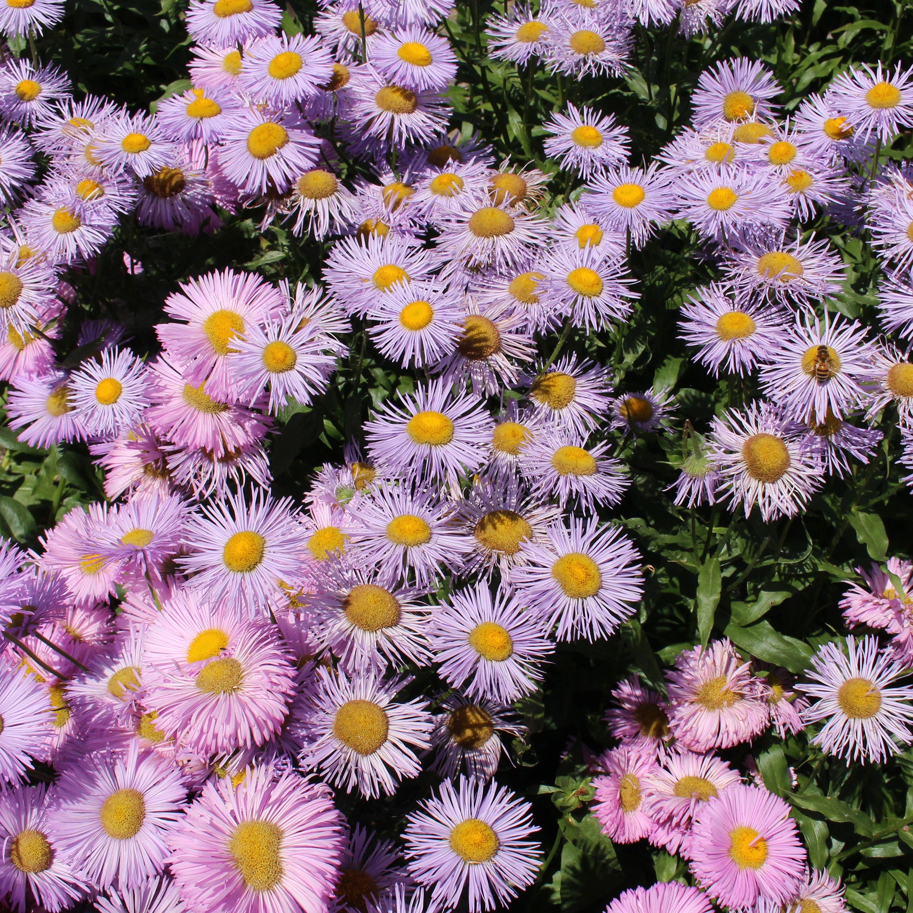 Erigeron speciosus Rosa Jewel - 3 Vergerette Rosa Jewel - Erigeron - Erigeron