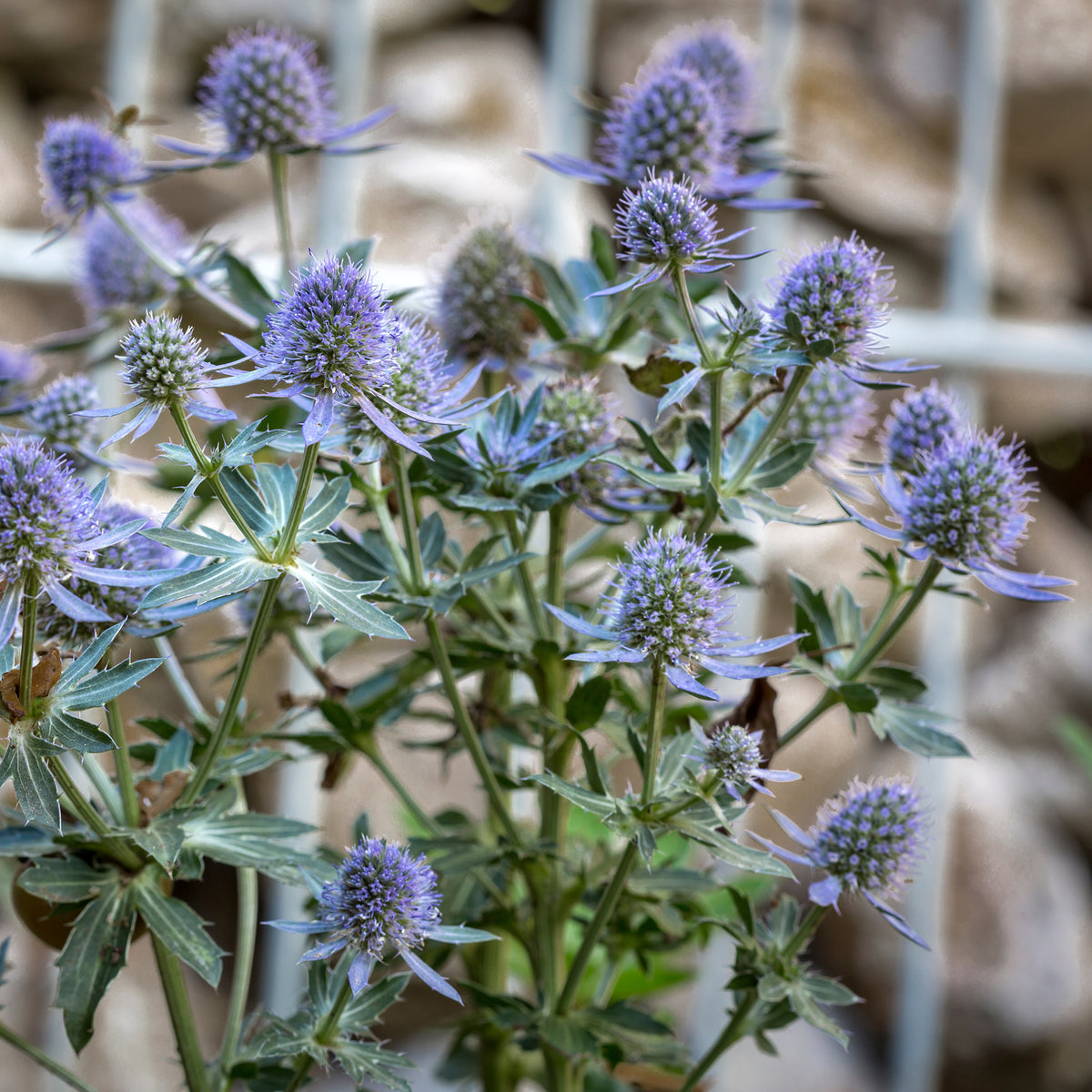 Panicaut à feuilles mutiques Blauer Zwerg Chardon bleu