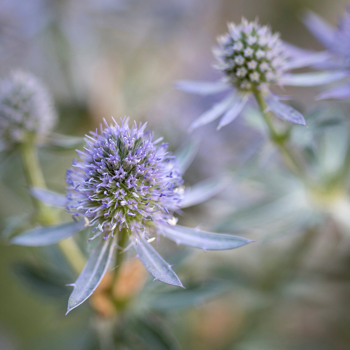 Panicaut à feuilles mutiques Blauer Zwerg Chardon bleu