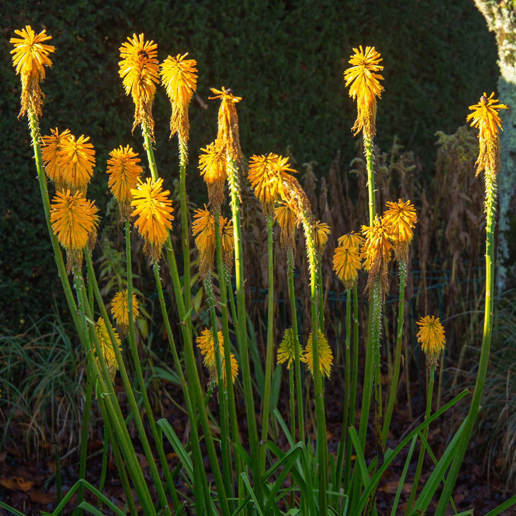 Tritoma Citrina - Kniphophia citrina - Plantes