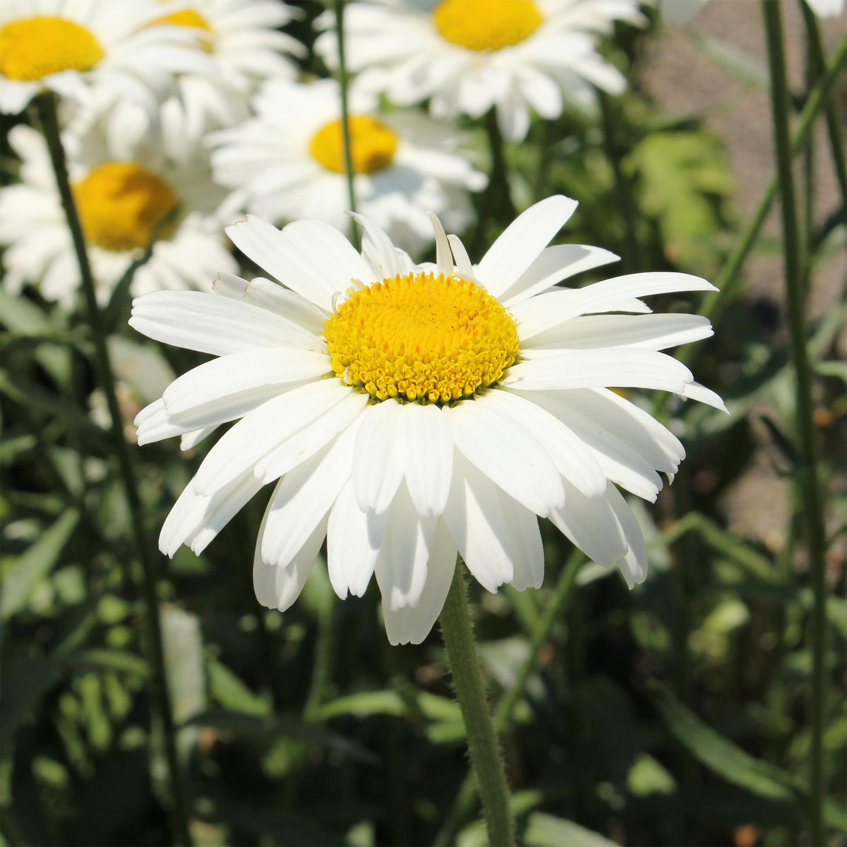 3 Marguerites d'été Alaska - Willemse