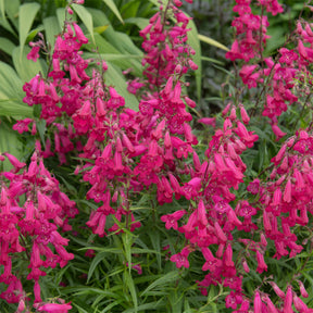 Penstemon Andenken an Friedrich Hahn - Galane Andenken an Friedrich Hahn - Penstemon - Galane