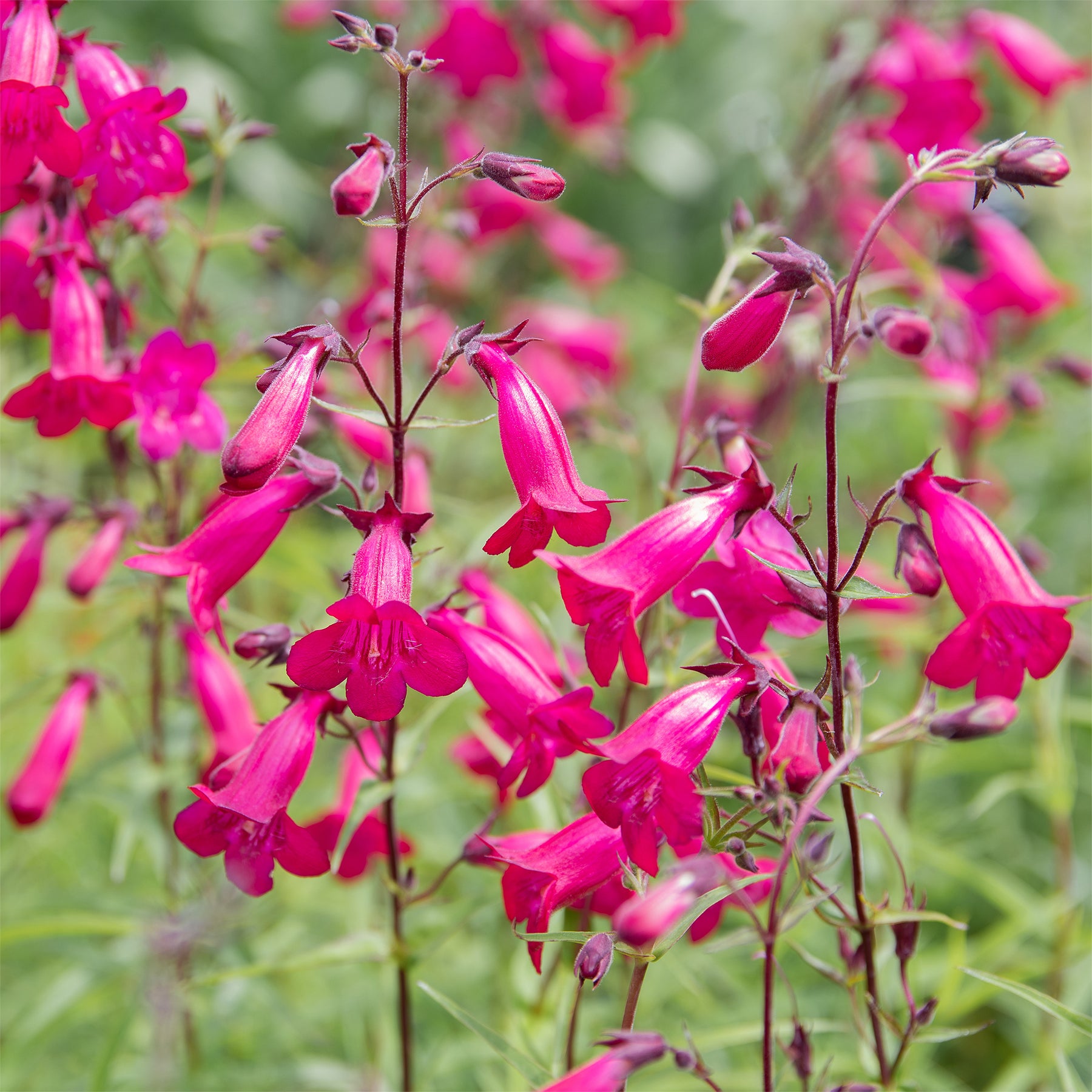 Galane Andenken an Friedrich Hahn - Penstemon - Willemse