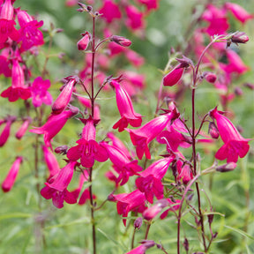 Galane Andenken an Friedrich Hahn - Penstemon - Willemse