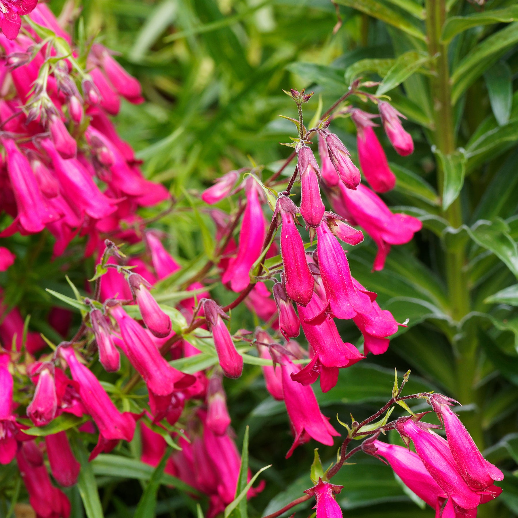 Galane Andenken an Friedrich Hahn - Penstemon - Penstemon Andenken an Friedrich Hahn - Willemse