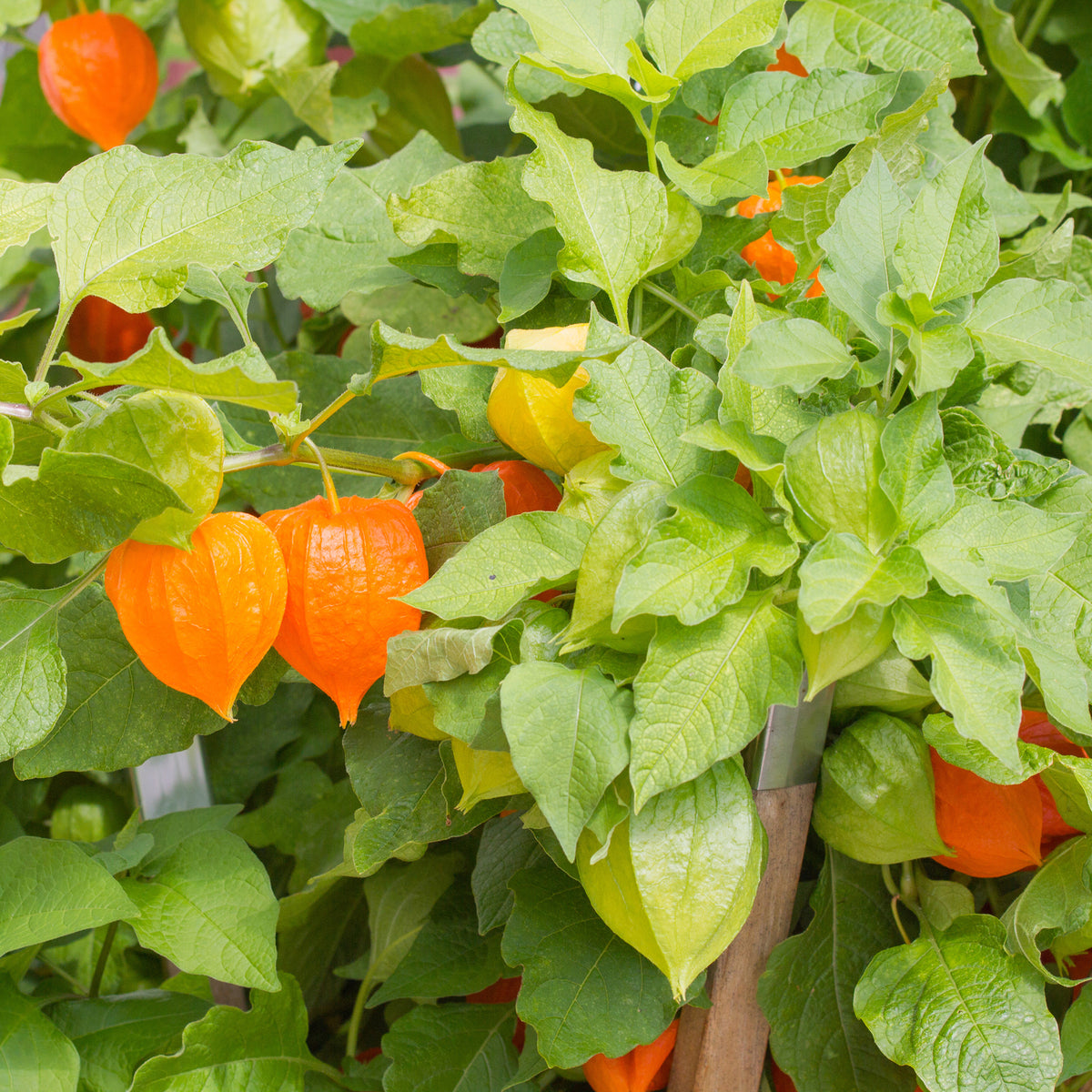 Physalis franchetii - Amour en cage - Willemse