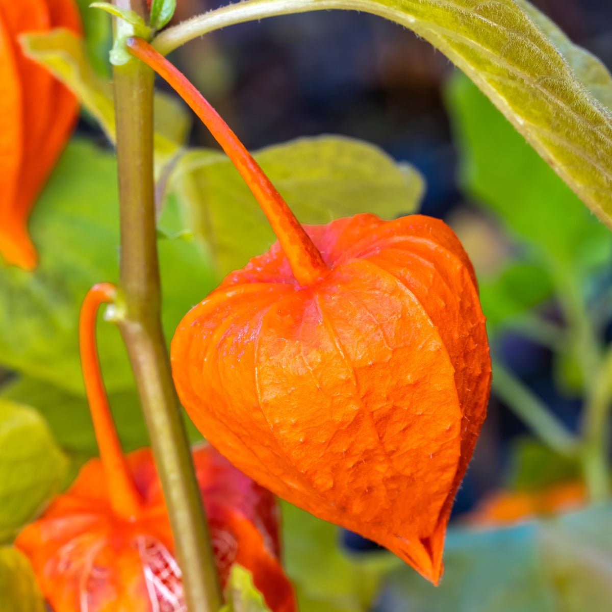 Physalis franchetii - Amour en cage - Physalis alkekengi var. franchetii - Willemse