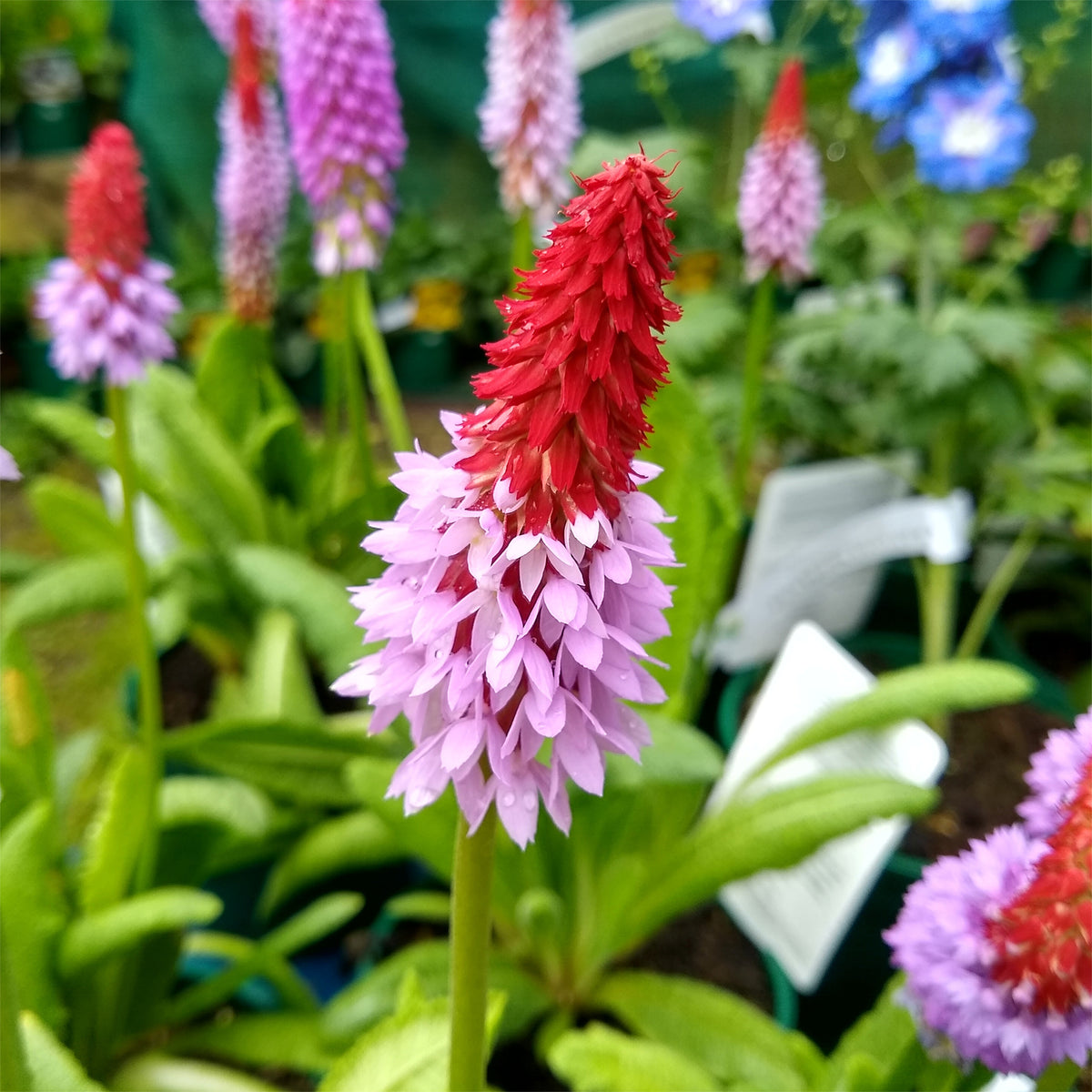 Primevère du Père Vial Primevère-orchidée