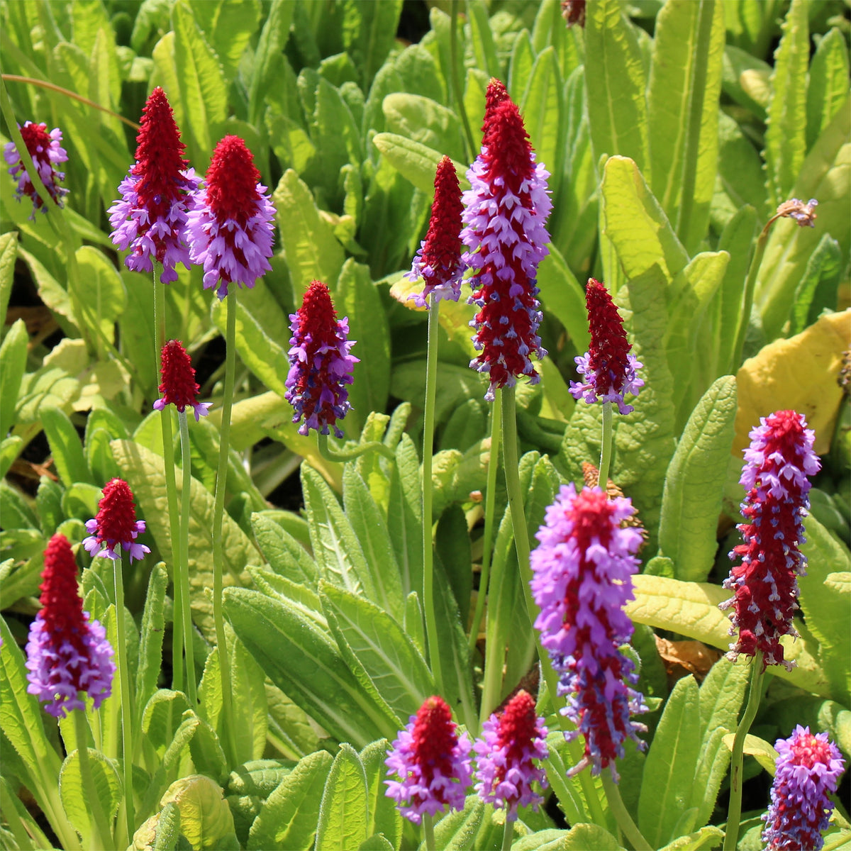 Primevère du Père Vial Primevère-orchidée