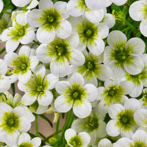 Saxifraga arendsii White Pixie - 3 Saxifrages mousse Pixie White - Saxifrage