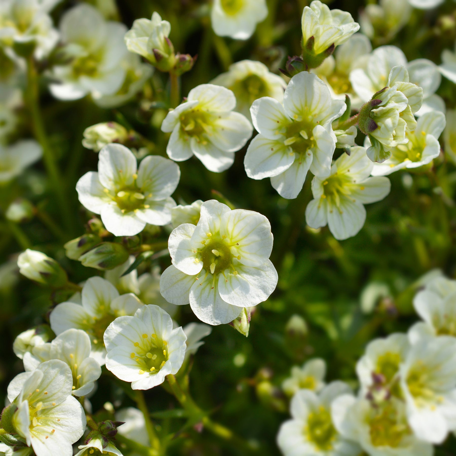 3 Saxifrages mousse Pixie White - Saxifraga arendsii White Pixie - Willemse