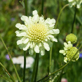 3 Scabieuse jaune - Willemse