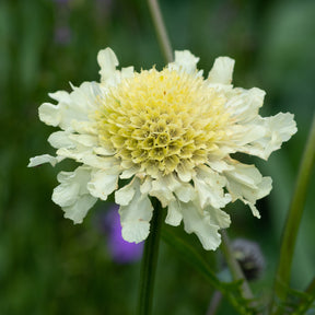 3 Scabieuse jaune - Scabiosa ochroleuca - Willemse