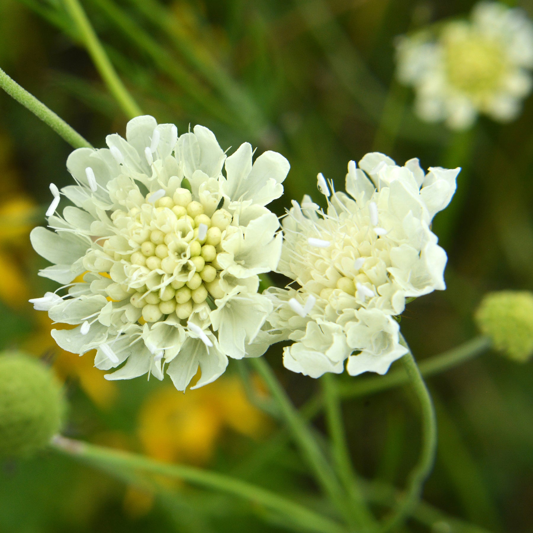 Scabiosa ochroleuca - 3 Scabieuse jaune - Scabieuse