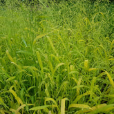 Milium effusum Aureum - Milium effusum aureum - Plantes