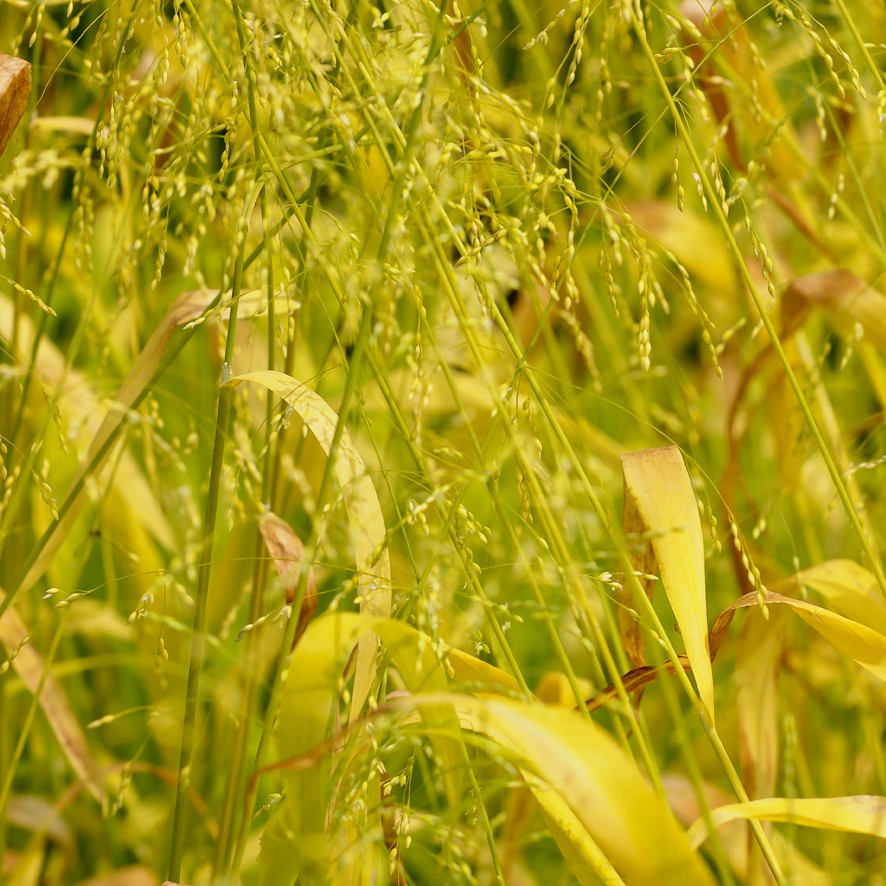 Milium effusum Aureum - Milium effusum aureum - Plantes