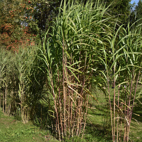 Grande eulalie Roseau de Chine géant florifère