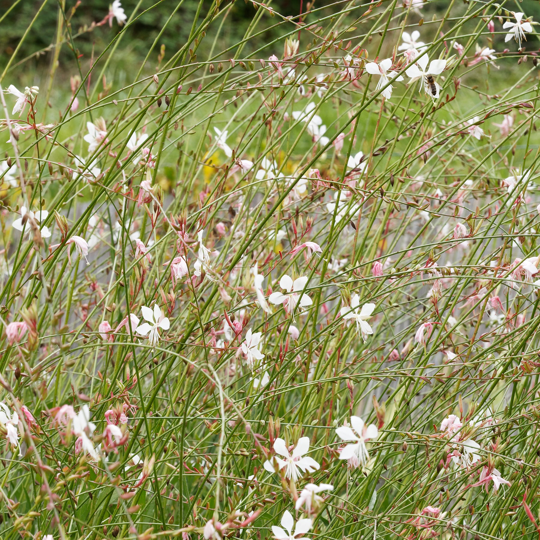 Vente Gaura Corrie's Gold - Gaura lindheimeri Corrie's Gold