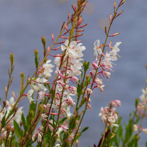 Gaura lindheimeri Corrie's Gold - Gaura Corrie's Gold - Gaura