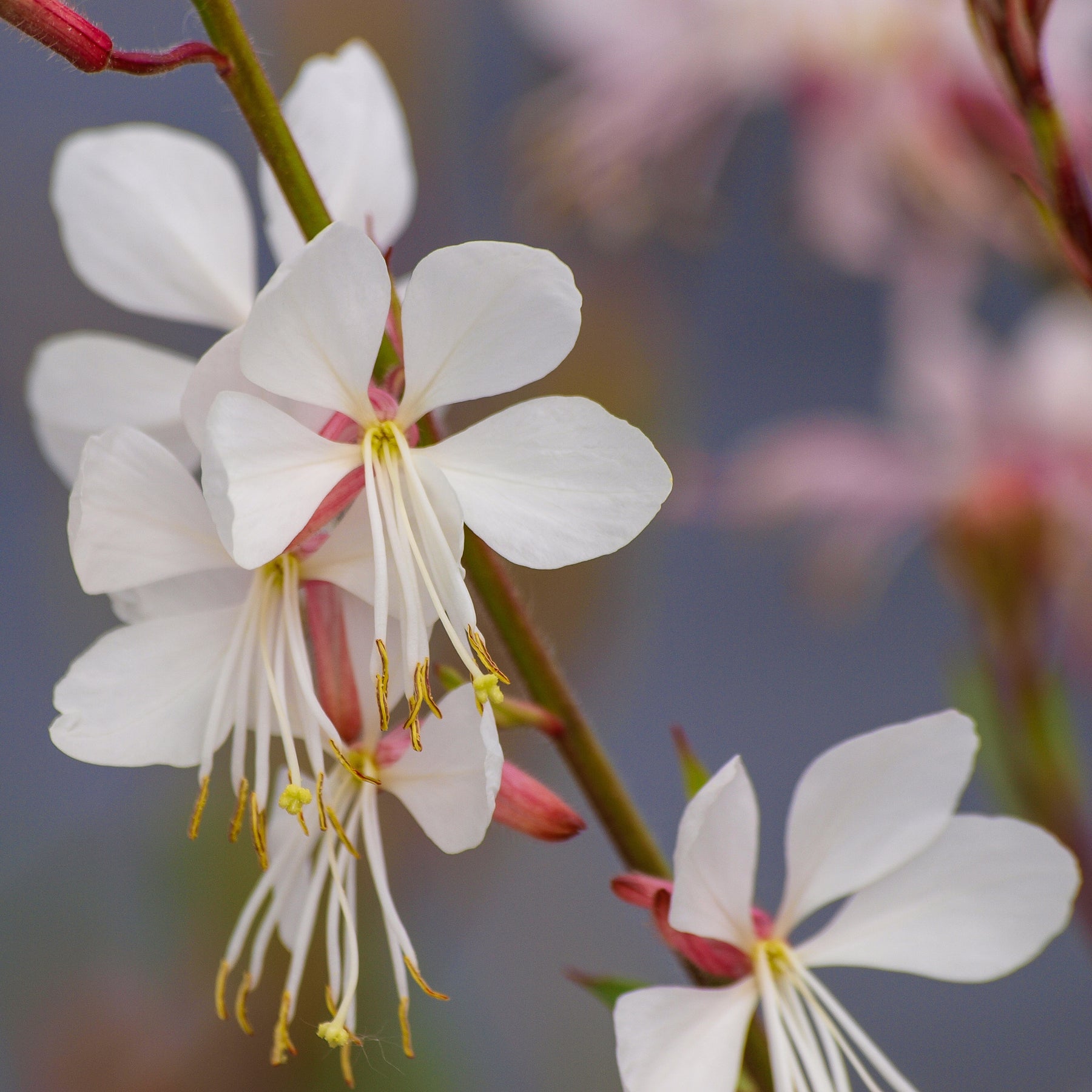 Gaura Corrie's Gold - Willemse