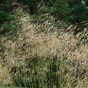 Stipe géante - Stipa gigantea - Willemse