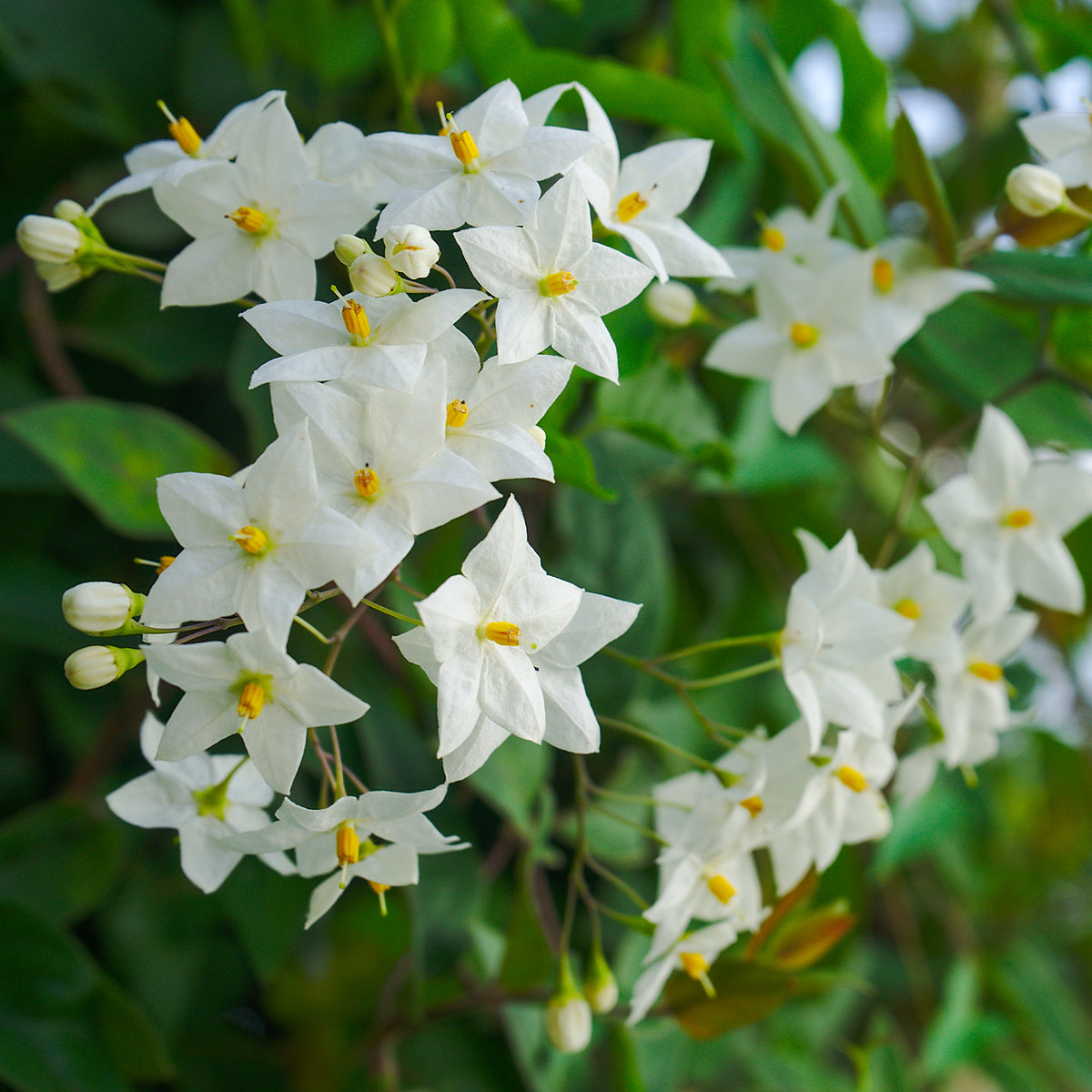 Morelle faux-jasmin - Willemse