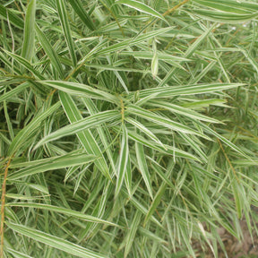 Pleioblastus fortunei variegata - Bambou nain panaché - Bambous