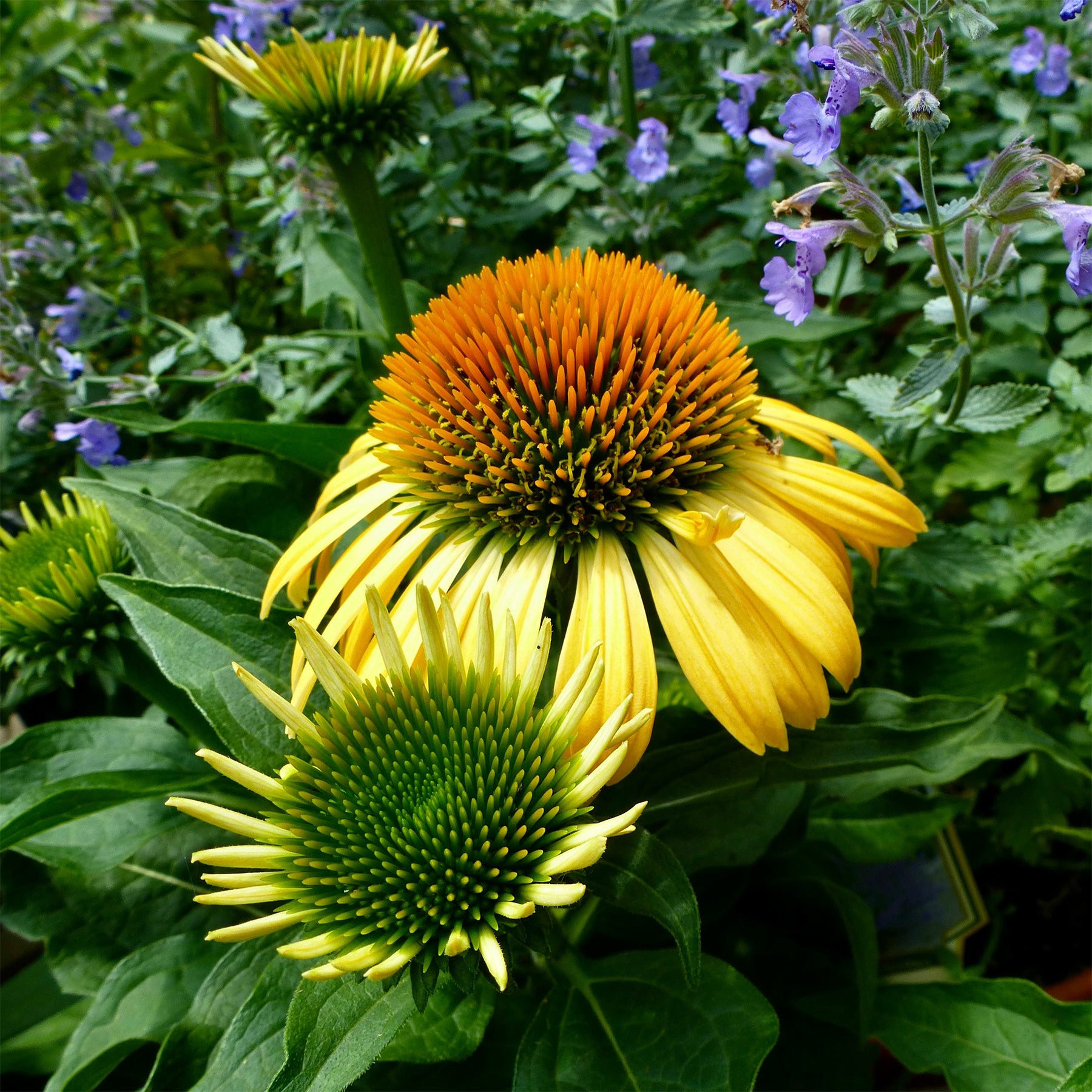 Échinacée pourpre Harvest Moon - Echinacea purpurea ruby giant - Willemse