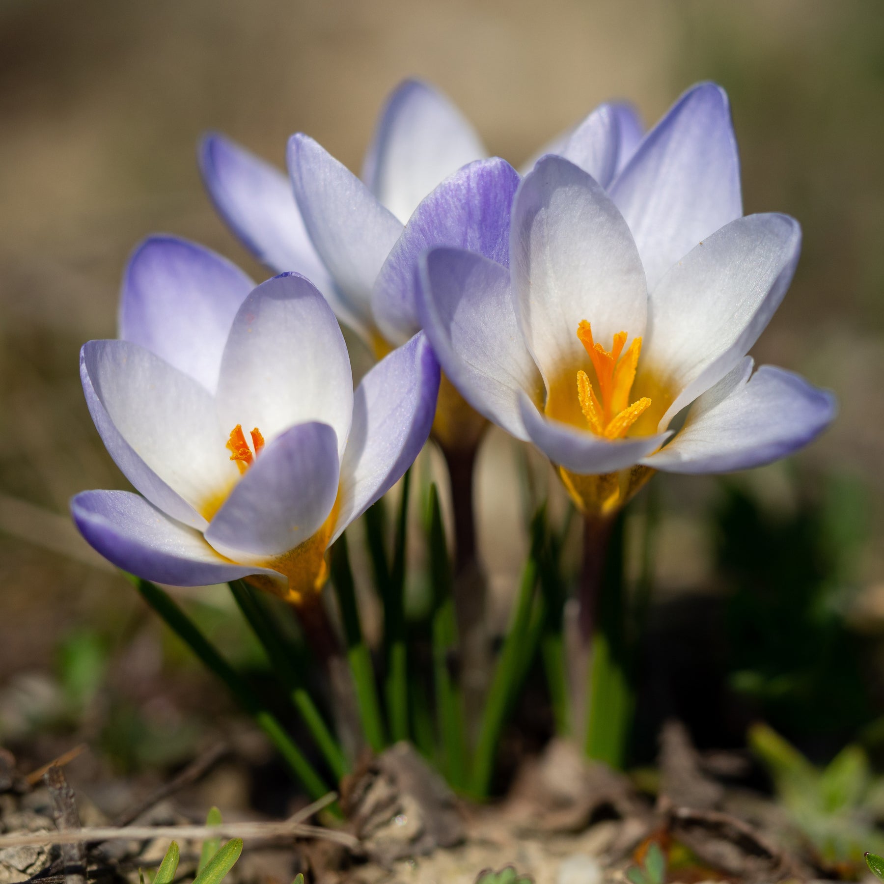 Vente 10 Crocus Blue Pearl - Crocus biflorus 'Blue Pearl'