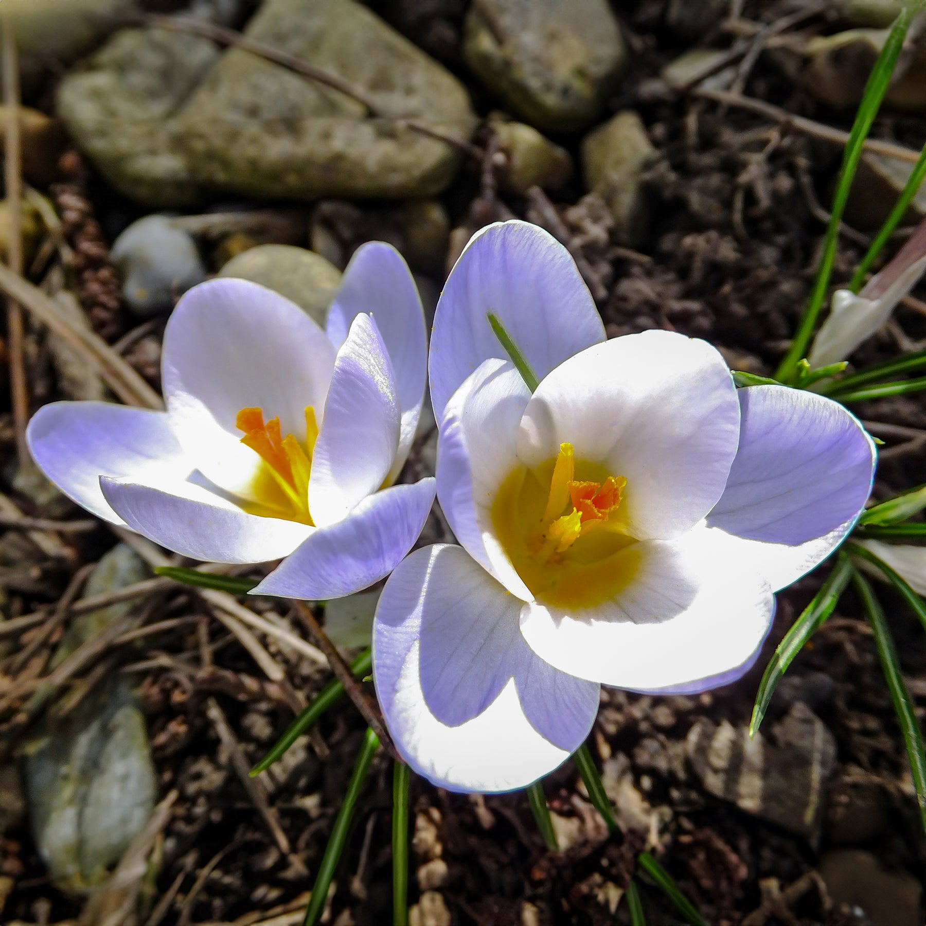 Crocus - 10 Crocus Blue Pearl - Crocus biflorus 'Blue Pearl'