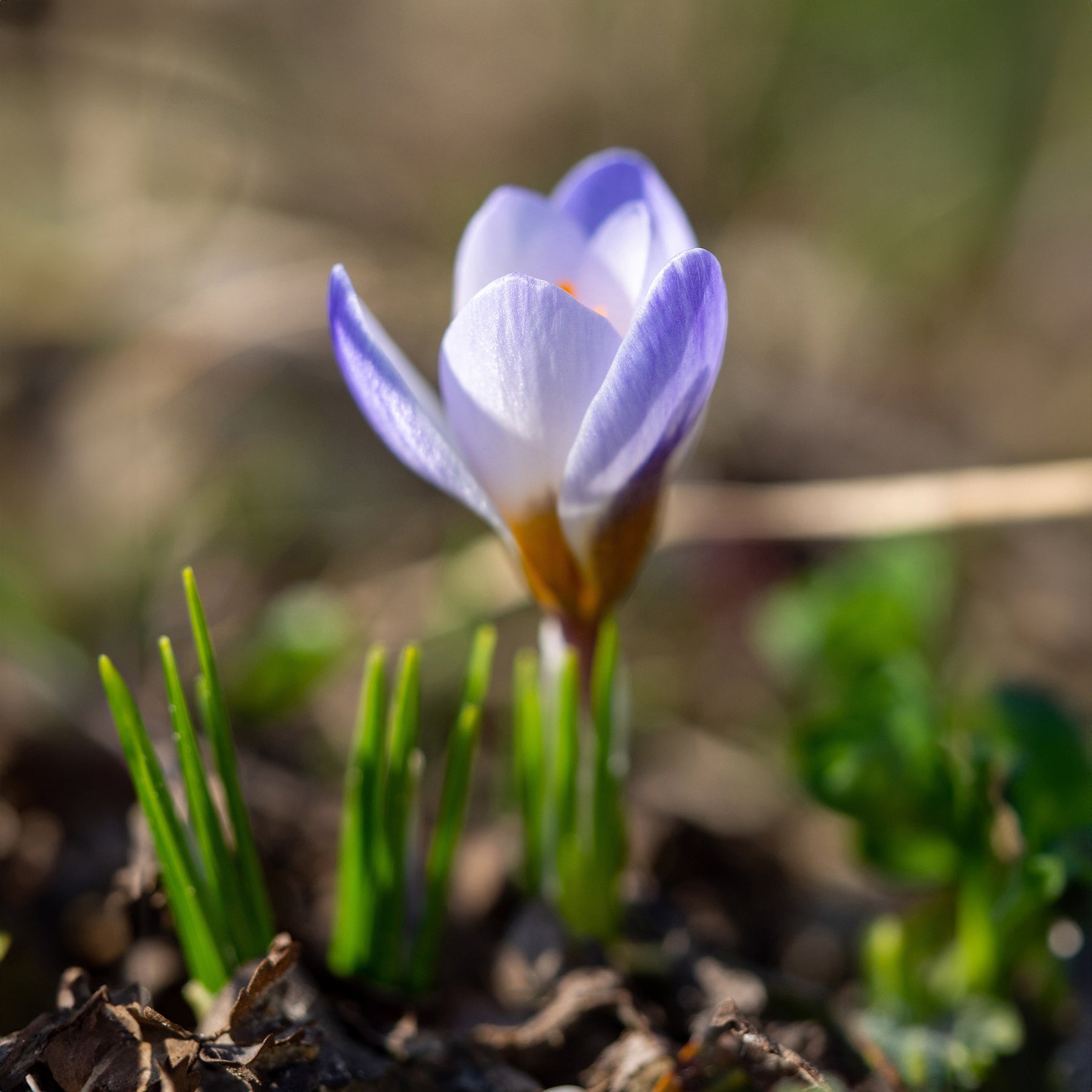 Crocus biflorus 'Blue Pearl' - 10 Crocus Blue Pearl - Crocus