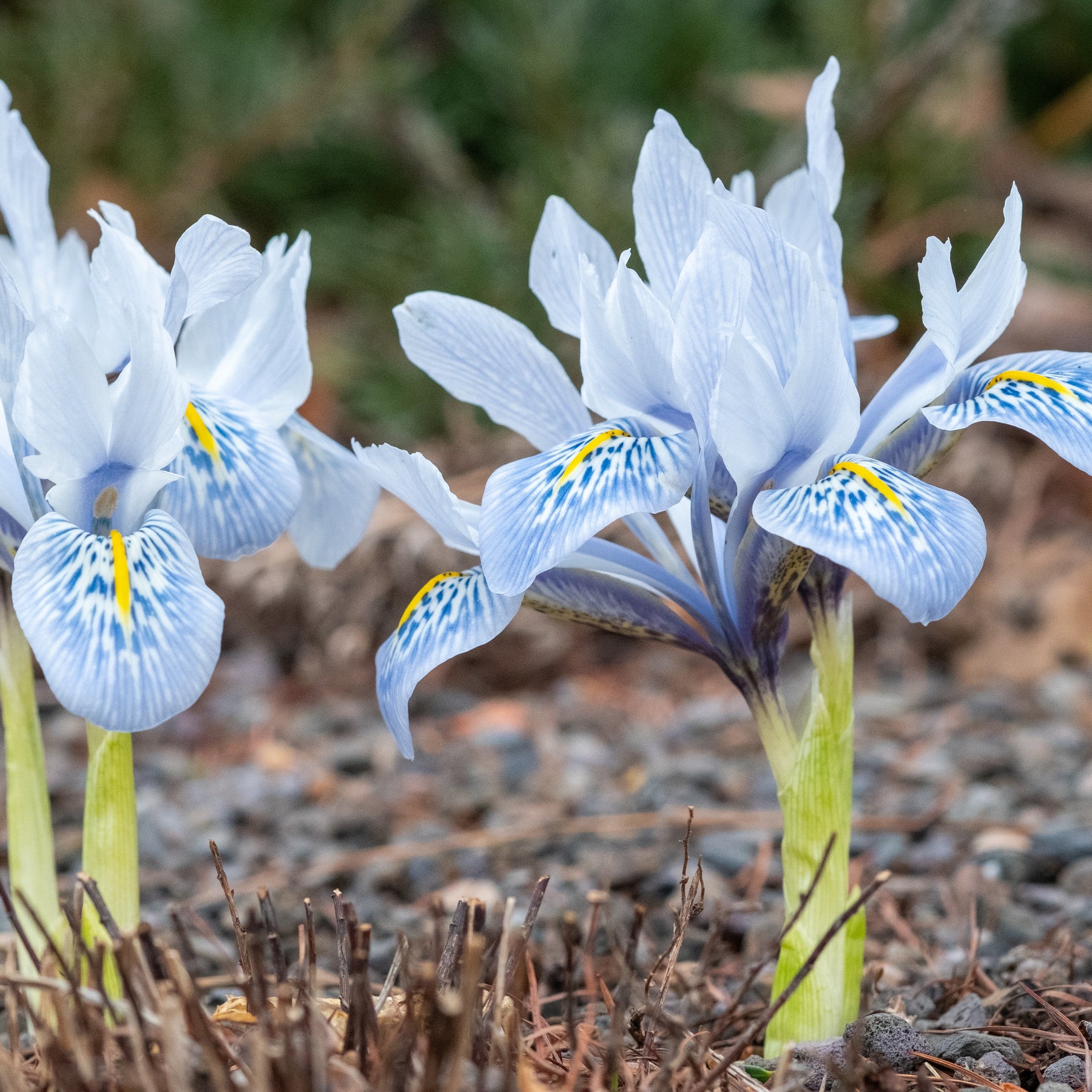 10 Iris reticulé Katherine Hodgkin - Iris reticulata katharina hodgkin - Plantes