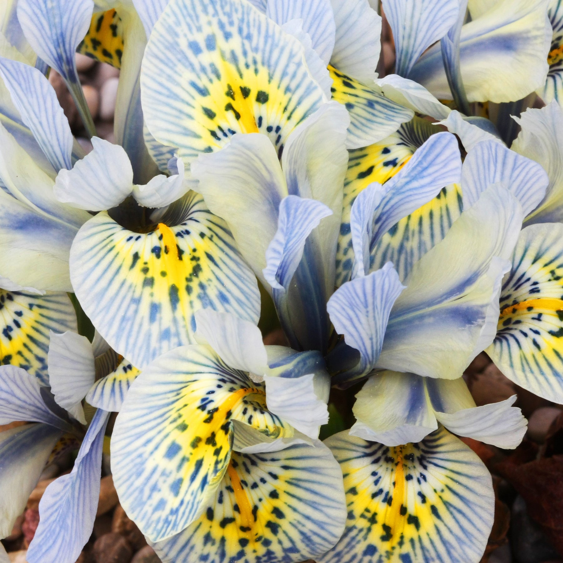 10 Iris reticulé Katherine Hodgkin - Iris reticulata katharina hodgkin - Iris