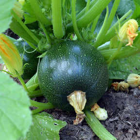 Cucurbita pepo - Courgette Eight Ball F1 - Courgettes