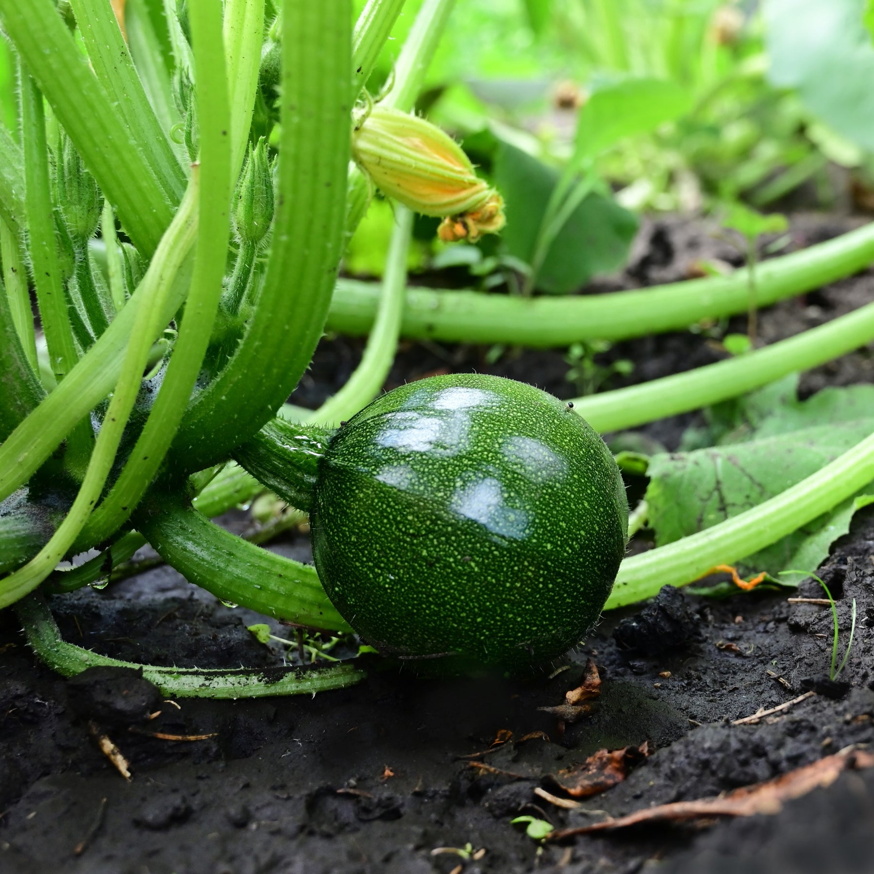 Courgette Eight Ball F1 - Cucurbita pepo - Willemse